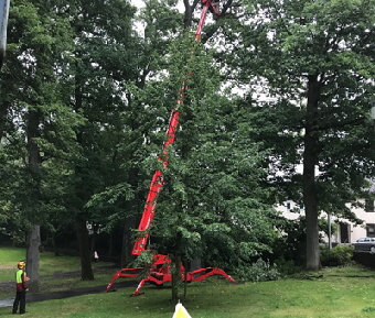 Forstwirt Mario Hall Gartenbetrieb - Forstbetrieb - Baumfllung - Problemfllung - Grobaumfllung - Grnanlagenpflege - Mharbeiten in Hachenburg Westerwald / WW 