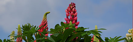 Blumenhaus Klaus Zimmer in Altenkirchen Westerwald WW Grtnerei - Baumschule - Blumen - Topfblumen - Schnittblumen - Floristik - Hochzeitsfloristik - Trauerfloristik - Dekoration - Geschenke - Geschenkideen - Innenraumbegrnung - Grabschmuck - Grabgestaltung - Grabpflege im Westerwald WW